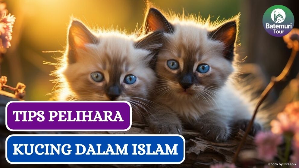 Muslim Wajib Tau!! Ini Dia 4 Tips Pelihara Kucing dalam Islam